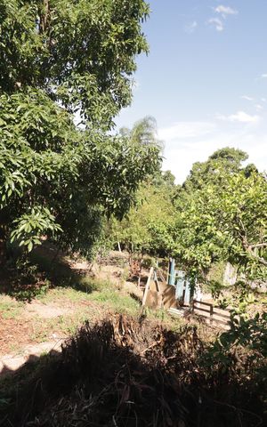 Casa à venda com 5000m², 2 quartos e 3 vagasQuintal
