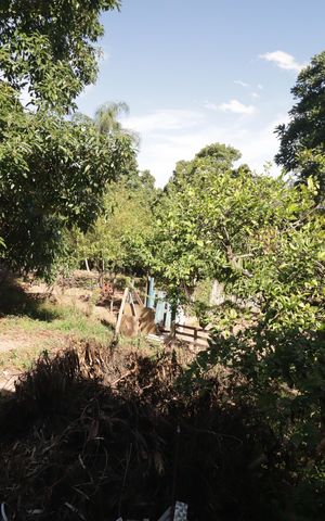 Casa à venda com 5000m², 2 quartos e 3 vagasQuintal