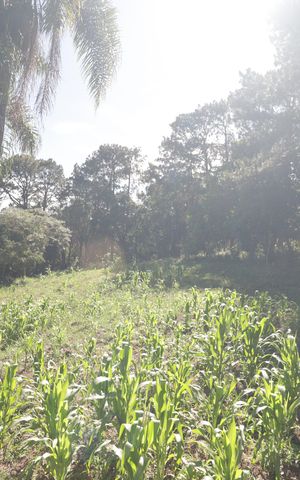 Casa à venda com 5000m², 2 quartos e 3 vagasQuintal