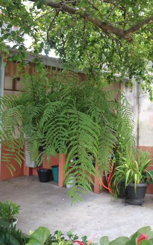 Casa à venda com 1200m², 3 quartos e 4 vagasQuintal