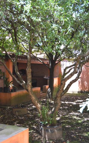 Casa à venda com 250m², 2 quartos e 2 vagasQuintal
