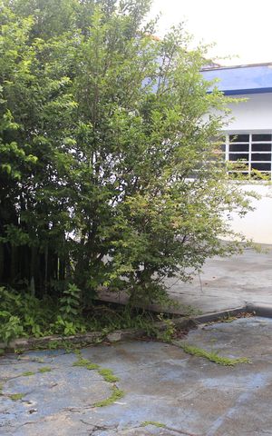 Casa à venda com 240m², 4 quartos e 4 vagasQuintal com árvore frutifera