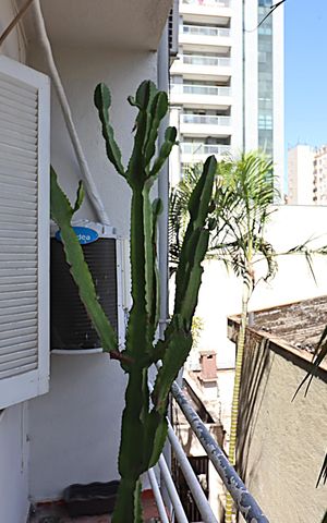 Apartamento à venda com 78m², 2 quartos e sem vagaSacada da Sala