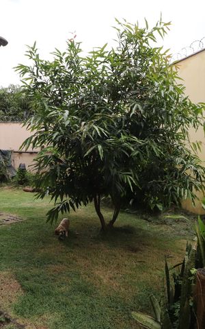Casa para alugar com 390m², 3 quartos e 2 vagasQuintal