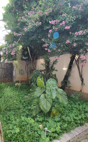 Casa para alugar com 360m², 3 quartos e 4 vagasQuintal