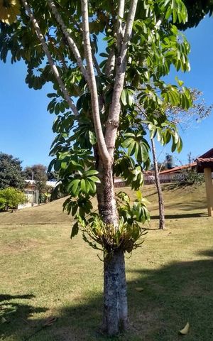 Casa de condomínio para alugar com 3500m², 5 quartos e 4 vagas Casa de condomínio para alugar com 3500m², 5 quartos e 4 vagasÁrea externa