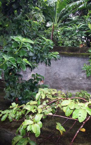 Casa à venda com 324m², 6 quartos e sem vagaQuintal