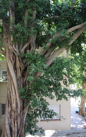 Apartamento para alugar com 40m², 1 quarto e sem vagaVista