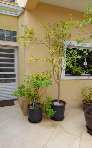 Casa à venda com 283m², 3 quartos e sem vaga Casa à venda com 283m², 3 quartos e sem vagaÁrea externa