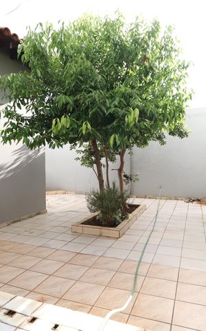 Casa para alugar com 285m², 6 quartos e 3 vagasQuintal