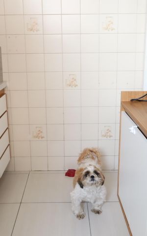 Apartamento à venda com 47m², 2 quartos e 1 vagaCozinha