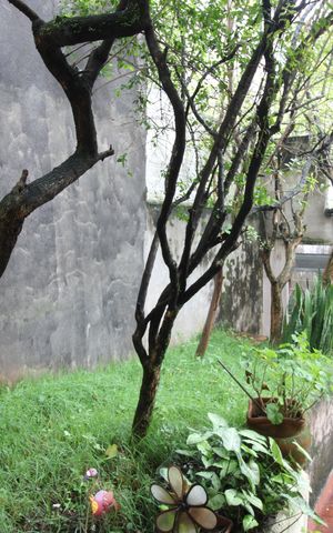 Casa à venda com 300m², 6 quartos e sem vagaQuintal / área de serviço