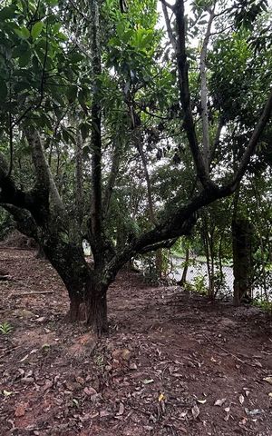 Casa de condomínio para alugar com 3000m², 6 quartos e 4 vagas Casa de condomínio para alugar com 3000m², 6 quartos e 4 vagasÁrea externa