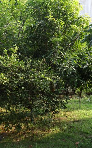 Casa para alugar com 1395m², 4 quartos e 15 vagasÁrea comum