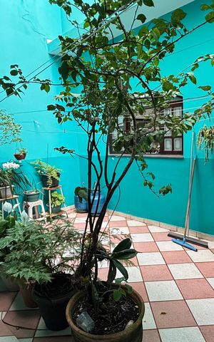 Casa à venda com 393m², 3 quartos e 2 vagas Casa à venda com 393m², 3 quartos e 2 vagasQuintal - Area de Serviço