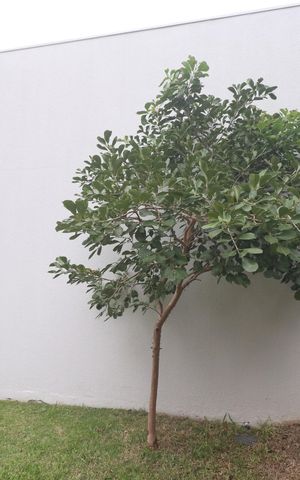 Apartamento à venda com 53m², 2 quartos e 1 vagaÁrea comum - Salão de festas