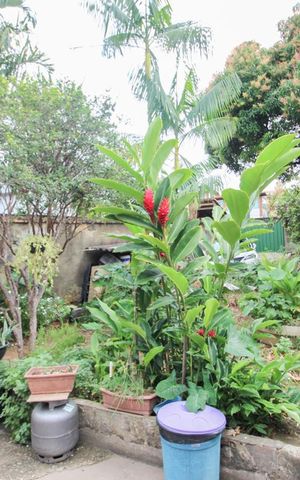 Casa à venda com 360m², 2 quartos e 4 vagas Casa à venda com 360m², 2 quartos e 4 vagasQuintal