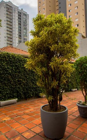 Casa para alugar com 360m², 3 quartos e 6 vagasQuintal