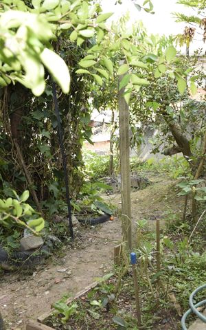Casa para alugar com 120m², 1 quarto e 1 vagaQuintal
