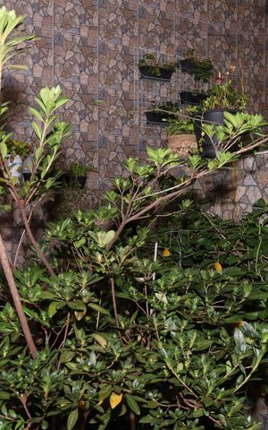 Casa à venda com 400m², 5 quartos e 6 vagasJardim