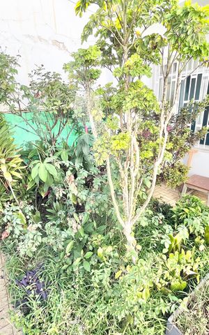 Casa à venda com 70m², 2 quartos e sem vaga Casa à venda com 70m², 2 quartos e sem vagaJardim