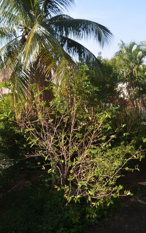 Casa à venda com 350m², 5 quartos e 8 vagasVista da Sala