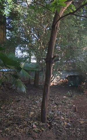 Casa para alugar com 260m², 6 quartos e 3 vagas Casa para alugar com 260m², 6 quartos e 3 vagasQuintal
