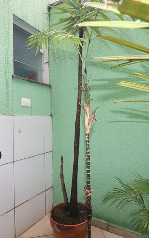 Casa à venda com 151m², 3 quartos e 4 vagasJardim de Inverno