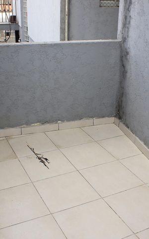 Casa à venda com 247m², 5 quartos e 2 vagasLavanderia da edícula