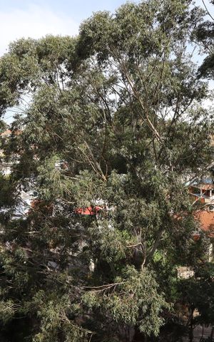 Apartamento à venda com 80m², 3 quartos e 2 vagasVista da Varanda