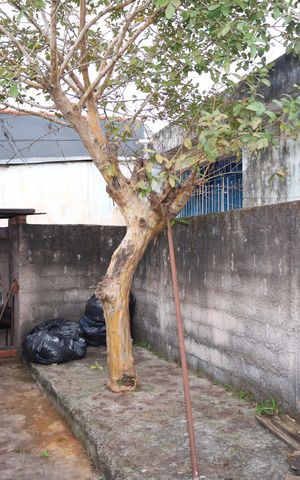 Casa para alugar com 312m², 3 quartos e 10 vagasQuintal