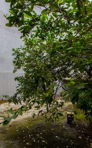 Casa à venda com 320m², 2 quartos e 2 vagas Casa à venda com 320m², 2 quartos e 2 vagasQuintal