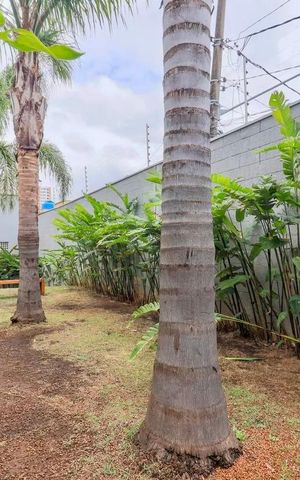 Apartamento à venda com 33m², 1 quarto e 1 vagaEspaço Pet 