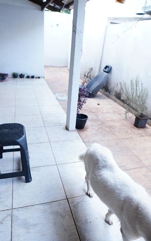 Casa para alugar com 300m², 6 quartos e 4 vagas