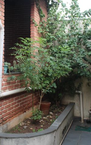 Casa para alugar com 400m², 5 quartos e 3 vagasQuintal