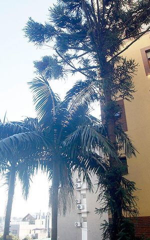 Apartamento à venda com 232m², 3 quartos e 2 vagasQuarto 3 Vista