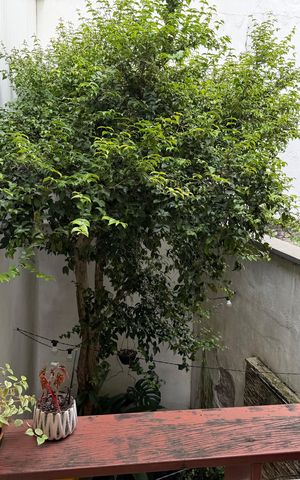 Casa de condomínio à venda com 120m², 1 quarto e 1 vaga Casa de condomínio à venda com 120m², 1 quarto e 1 vagaQuintal