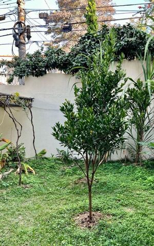 Casa à venda com 300m², 3 quartos e 5 vagas