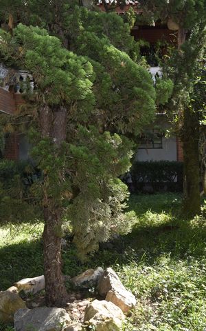 Casa para alugar com 800m², 6 quartos e 12 vagasJardim