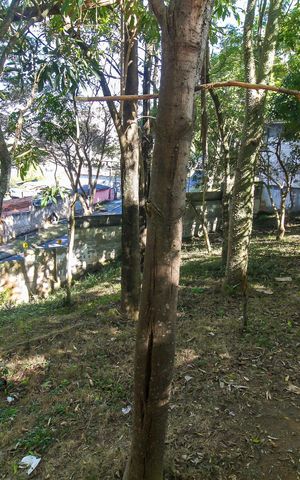 Apartamento à venda com 40m², 2 quartos e 1 vaga Apartamento à venda com 40m², 2 quartos e 1 vagaBosque