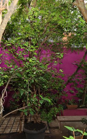 Casa à venda com 208m², 2 quartos e 5 vagasQuintal - Jardim