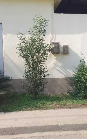 Casa para alugar com 100m², 2 quartos e 2 vagas Casa para alugar com 100m², 2 quartos e 2 vagasÁrea externa