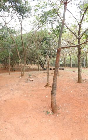 Apartamento à venda com 47m², 2 quartos e 1 vagaÁrea comum - Bosque