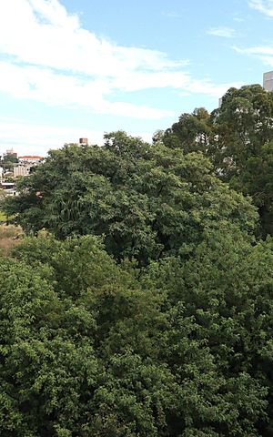 Apartamento para alugar com 40m², 1 quarto e 1 vagaVista da Sala