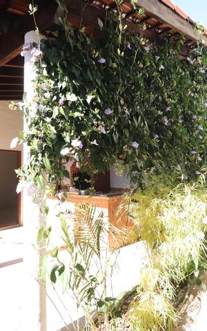 Casa para alugar com 200m², 4 quartos e 2 vagasQuintal