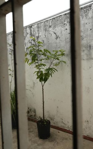 Casa à venda com 106m², 2 quartos e 2 vagasVista do Quarto 1