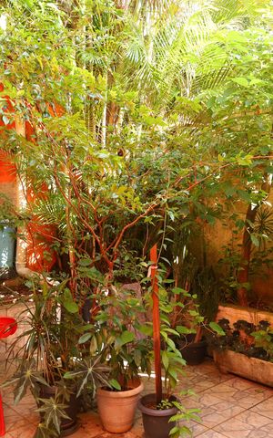 Casa à venda com 320m², 3 quartos e 3 vagasQuintal