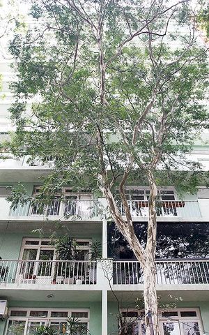 Apartamento para alugar com 75m², 2 quartos e sem vagaFachada