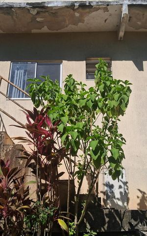 Studio para alugar com 25m², 1 quarto e 2 vagasÁrea externa
