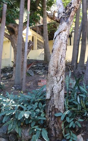 Casa à venda com 218m², 3 quartos e 2 vagasQuintal